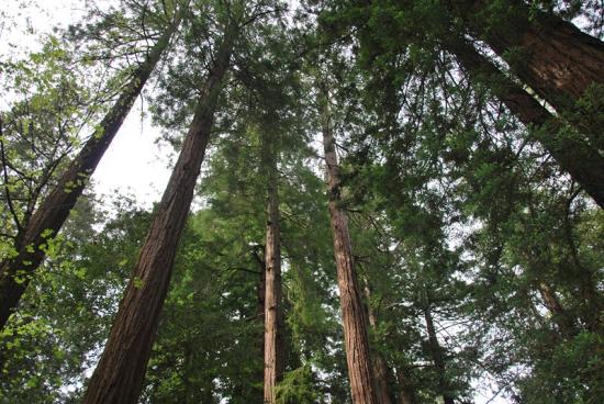 Muir Woods - Séquoias géants (3)