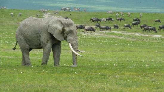 Ngorongoro - Eléphant (2)
