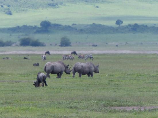 Ngorongoro - Rhinocéros