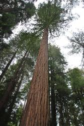 muir-woods-sequoias-geants-4.jpg