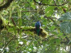 reserve-santa-elena-quetzal.jpg