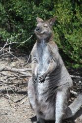 tasmanie-kangourou.jpg