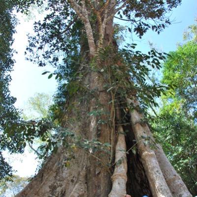 Angkor - Ta Prom (3)