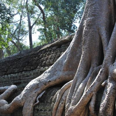 Angkor - Ta Prom