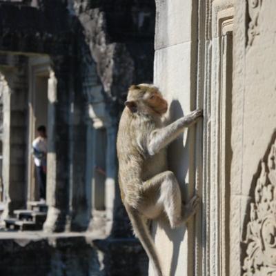 Angkor Wat - Monkey