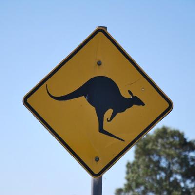 Attention aux kangourous!