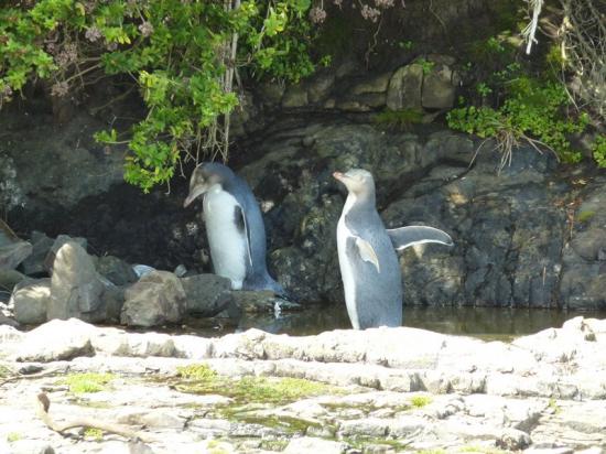Catlins - Pingouins