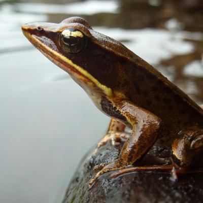 Cerro Chato - Grenouille