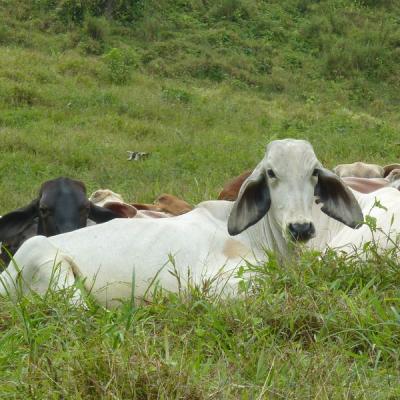 Cerro Chato - Vache costaricienne