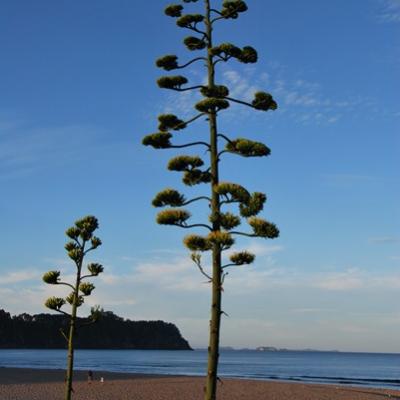 Coromandel - Hot water beach