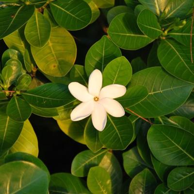 Fleur de tiaré
