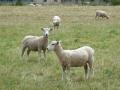 Glenorchy - Moutons