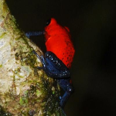 Grenouille toxique