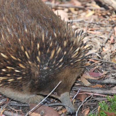 Hérisson australien