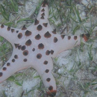 Îlot Condoyo - Etoile de mer