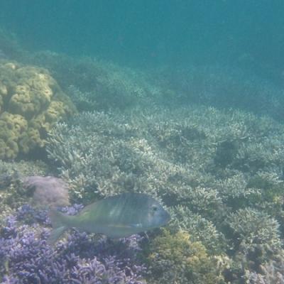 Îlot Tenia - Fonds marins (2)
