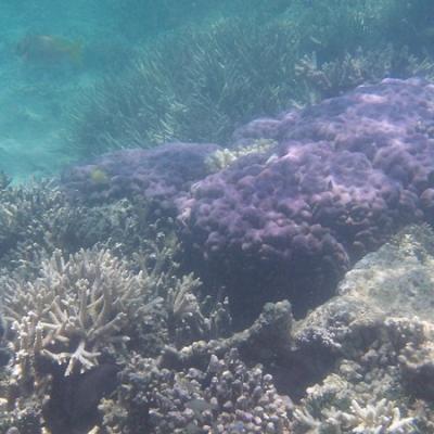 Îlot Tenia - Fonds marins