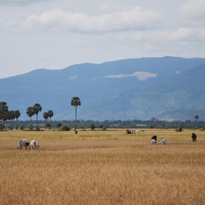 Kampot - Rizières
