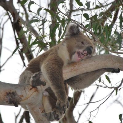Koala (2)