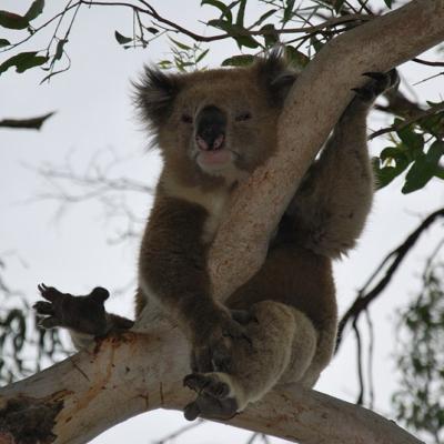 Koala
