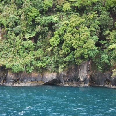 Milford Sound - Fjords (10)