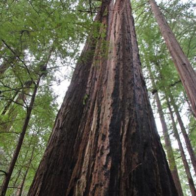 Muir Woods - Séquoias géants (2)