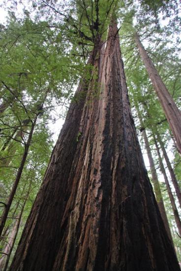 Muir Woods - Séquoias géants (2)