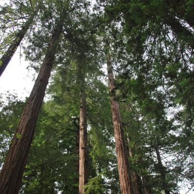 Muir Woods - Séquoias géants (3)