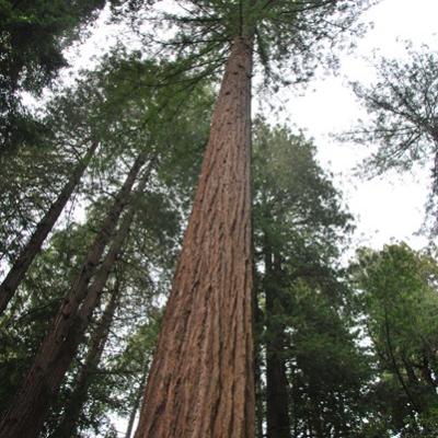 Muir Woods - Séquoias géants (4)