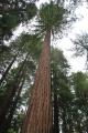 Muir Woods - Séquoias géants (4)