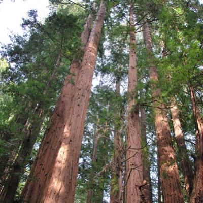 Muir Woods - Séquoias géants