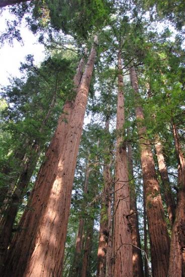 Muir Woods - Séquoias géants