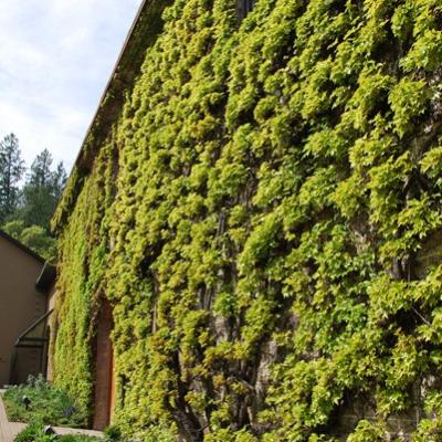 Napa Valley - Hess Winery (2)