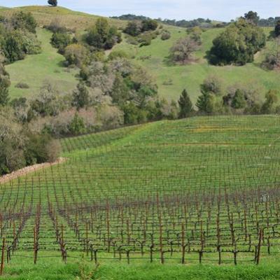 Napa Valley - Hess Winery