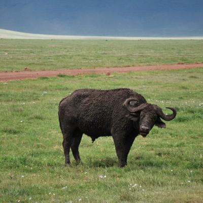 Ngorogoro - Buffle