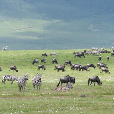Ngorogoro - Zèbres et Gnous