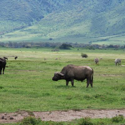 Ngorongoro - Buffles (2)