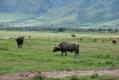 Ngorongoro - Buffles (2)