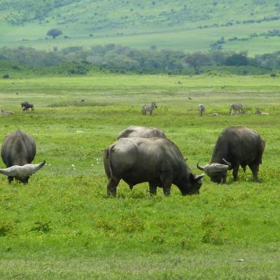 Ngorongoro - Buffles