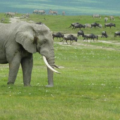 Ngorongoro - Eléphant (2)