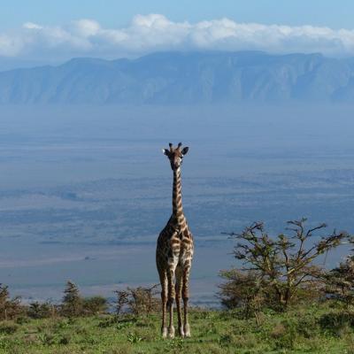 Ngorongoro - Girafe