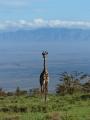 Ngorongoro - Girafe
