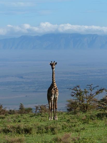 Ngorongoro - Girafe