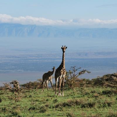 Ngorongoro - Girafes