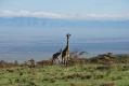Ngorongoro - Girafes