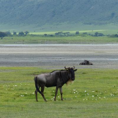 Ngorongoro - Gnou