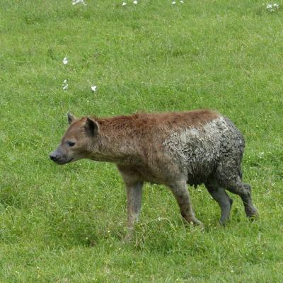 Ngorongoro - Hyène