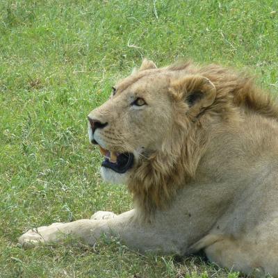 Ngorongoro - Lion (2)