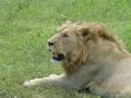 Ngorongoro - Lion (2)