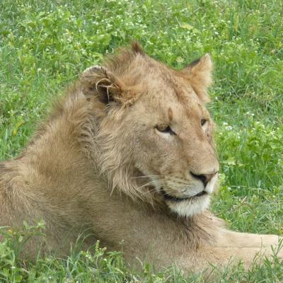 Ngorongoro - Lion (3)